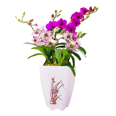 精品白泼墨带花苞秋石斛兰花苗