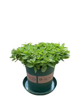 【猫咪爱吃的薄荷】可食用薄荷