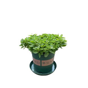 猫薄荷盆栽可食用种植种子苗桌面绿植新鲜薄荷叶室内阳台四季好养
