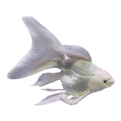 好养易活淡水观赏鱼精品蝴蝶鲤