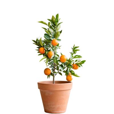 虹越柑桔橘子树果树盆栽