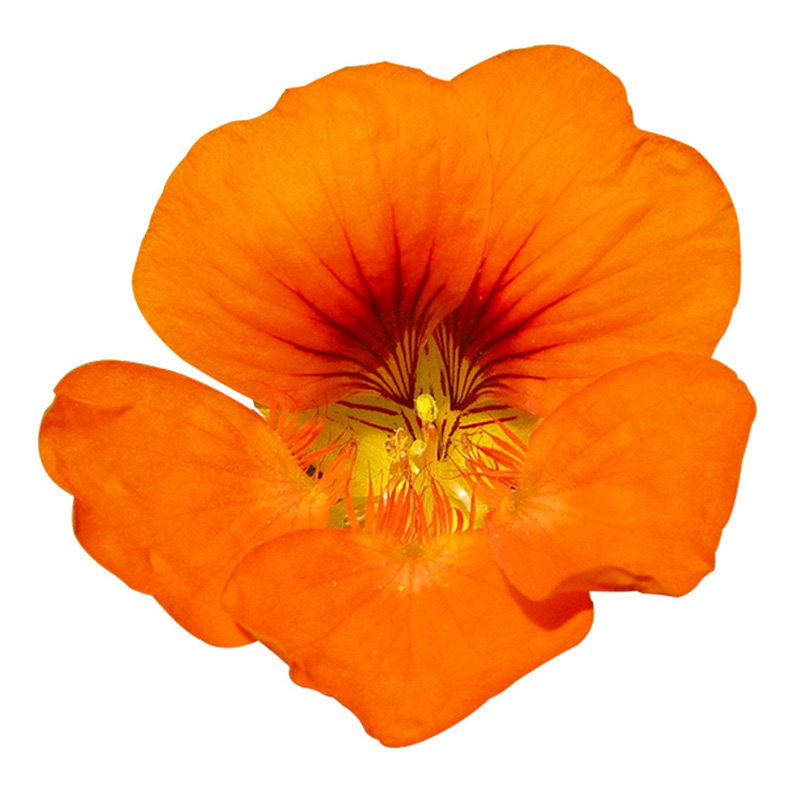 种子室内阳台盆栽易活旱荷花
