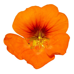 旱金莲花种子旱荷花混色室内阳台盆栽庭院爬藤植物春秋四季种易活