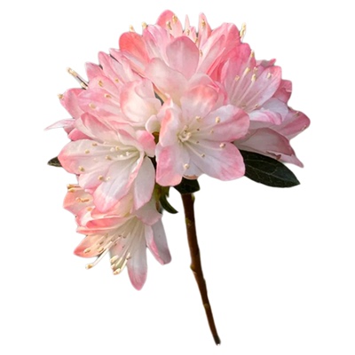 种花王大爷久留米杜鹃