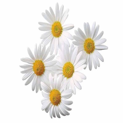 安徽滁州正宗特级散称250g菊花