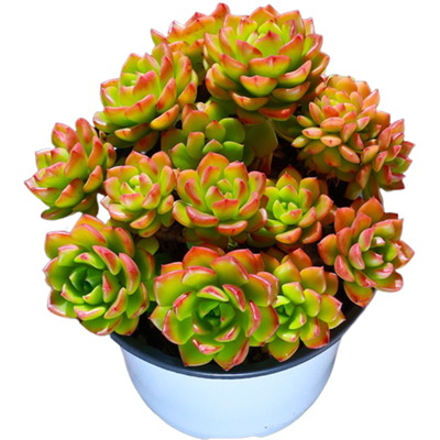 颗多肉植物火焰蒂亚老桩稀有