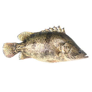 批发淡水鳜鱼苗桂花鱼苗养殖挂鱼幼苗翘嘴鳜凶猛贵鱼耐冷鲑鱼厥鱼