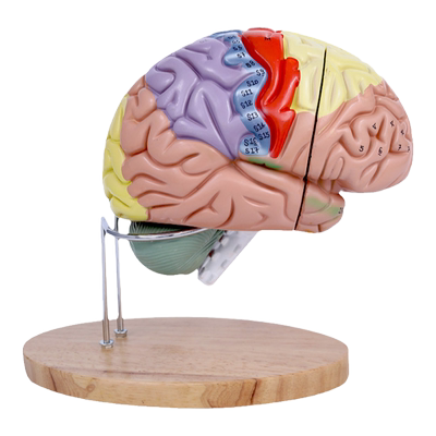 美善模型大脑神经解剖模型教学