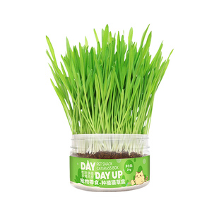 金多乐甄选猫草盆栽化毛球片助排毛球猫草种籽种子麦种开罐即种