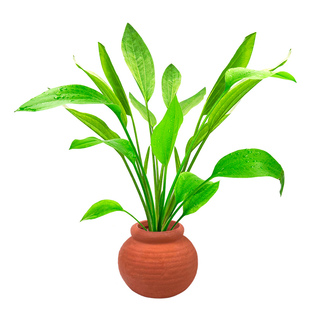 水草鱼缸造景摆件增氧阴性水培榕绿菊蜈蚣草净水定植陶罐水草套餐