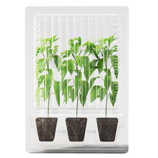 史丹利四季矮生番茄苗千禧盆栽种子籽种阳台瀑布圣女果西红柿秧苗