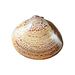 老上海蛤蜊油护手霜冬天防干裂手油老式嘎啦油蚌壳歪子油贝壳保湿