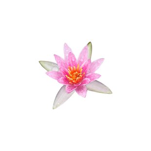 重瓣茨菇 慈姑重瓣沼泽过滤水培赏花茨菇鱼缸水池燕尾草种球造景