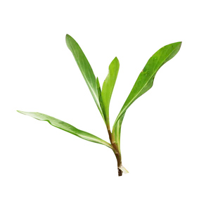 顺丰包邮苏北地方特色马兰头 马兰头新鲜 时令蔬菜新鲜