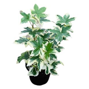 花与花器 花叶熊掌木盆栽 常春藤室内阳台花园耐阴耐寒绿植物花卉