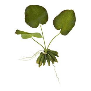 艾伦的水草造景香蕉草睡莲草缸中后景根部像香蕉很可爱睡莲叶子哦