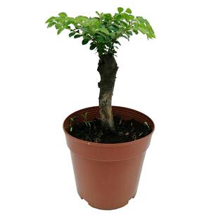 名贵花卉盆景小叶紫檀 室内常绿植物黑骨茶树苗 室外阳台耐热树木