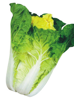 黄心大白菜种子狮头秋播