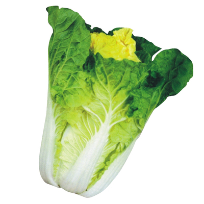 黄心大白菜种子狮头秋播