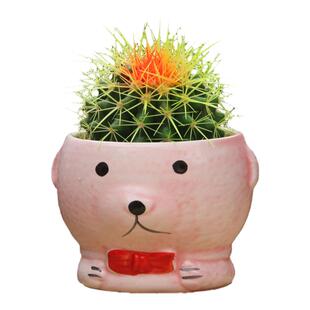 彩色仙人球多肉盆栽仙人球组合绿植盆景桌面防辐射室内花卉好养肉