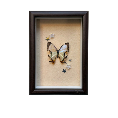 真蝴蝶标本小众创意成品相框diy手工家居桌面摆件装饰画生日礼物