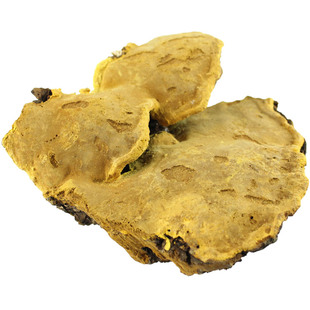 正宗西藏野生桑树桑黄灵芝金边林芝老桑树桑黄可切块非500克