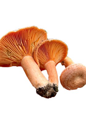 贵州野山菌新鲜谷熟黄枞菌乌枞菌