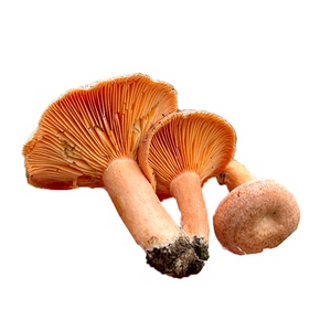贵州野山菌新鲜谷熟黄枞菌乌枞菌