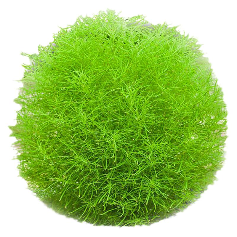 红绿叶地肤草种子扫帚菜籽