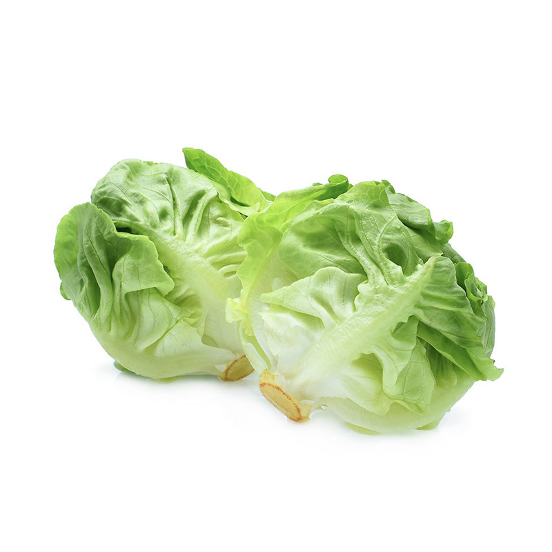 奶油生菜新鲜波士顿生菜沙拉蔬菜