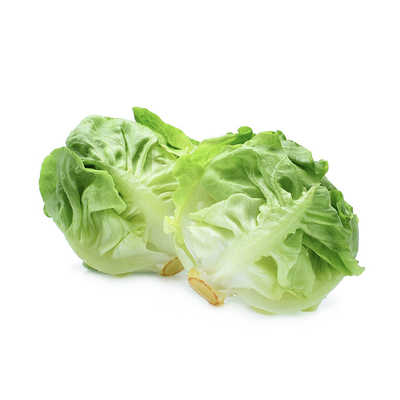 奶油生菜新鲜波士顿生菜沙拉蔬菜