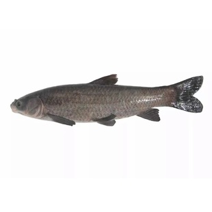 螺丝青鱼苗特大半斤四大家鱼苗淡水养殖黑皖灰草鱼活体螺丝青鱼苗