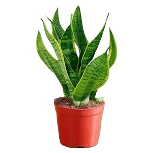 金边虎皮兰盆栽绿植多肉易活好养植物办公室内花卉大全客厅虎尾兰