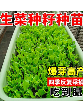 奶油生菜种子四季种植菜种籽高产