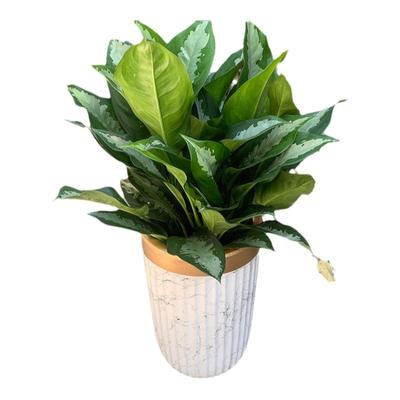 雅丽皇后前台植物深圳专车配送