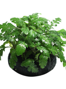 坨草无土定植免种鱼缸水草
