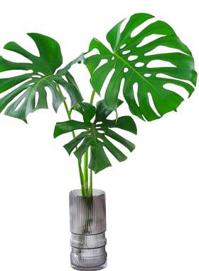 龟背竹大叶水培植物室内净化空气