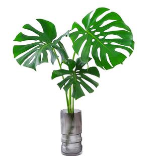 龟背竹盆栽老桩室内净化空气天堂鸟大叶室内常青观叶绿植水培植物