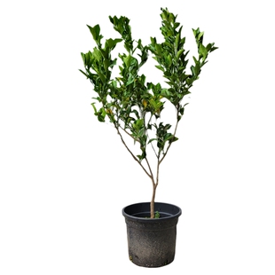 正宗春见耙耙柑粑粑柑树苗嫁接苗纯甜好吃南方阳台庭院盆栽地栽树