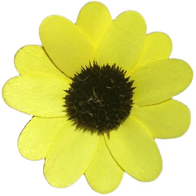 干花狗尾草叶脉木头红蛋碱性染料