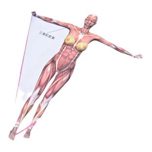 人体运动彩色解剖图谱 弹力带减脂塑形训练 健身训练书籍 健身减脂书籍 健美书籍 全身各部位的弹力带训练动作解析书