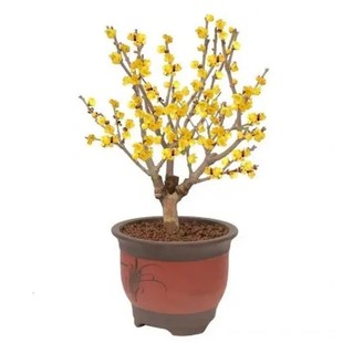 腊梅花树苗盆栽室内桌面花卉阳台老桩矮化年宵花地栽四季绿植开花