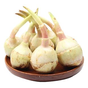 湖北天门特产农家慈姑白茨菇茨菰新鲜小茨菇燕尾菇带泥发货蔬菜邮