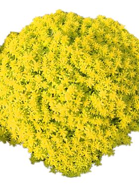 多肉植物黄金万年草好养易活