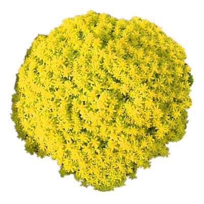 多肉植物黄金万年草好养易活