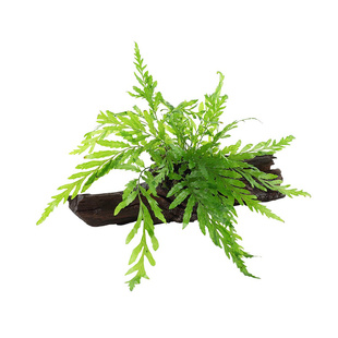 矮生黑木蕨青木蕨辣椒榕阴性水草水下叶鱼缸造景丹麦细叉叶铁宫廷