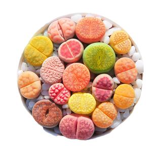 欧紫缀化多肉锦植物圆叶多头黑法师紫羊绒手捧花老桩粉女巫花卉