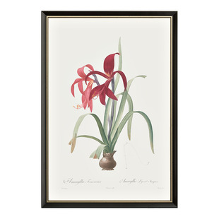 二狗姑娘 雷杜德火燕兰水仙6幅 餐厅植物花卉装饰画挂画墙面