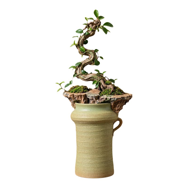 简约异形悬崖兰绿植盆