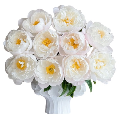 重瓣芍药切花云南直发水养花束